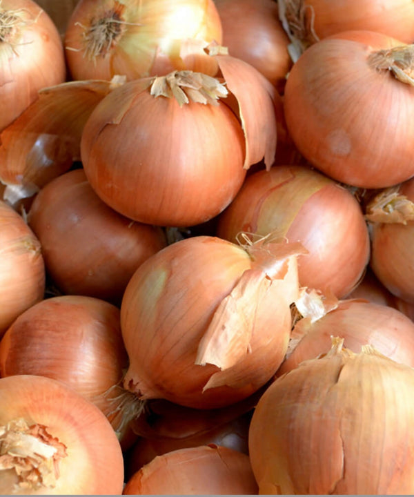 Cebolla Amarilla