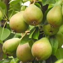 Ercolina Pear