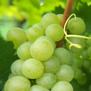5kg+1kg FREE Green Grape