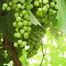 5kg+1kg FREE Green Grape
