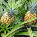 Pineapple (unit)