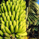 Canary Islands Banana