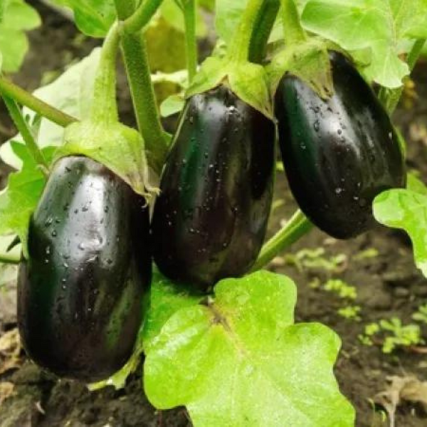 black eggplant