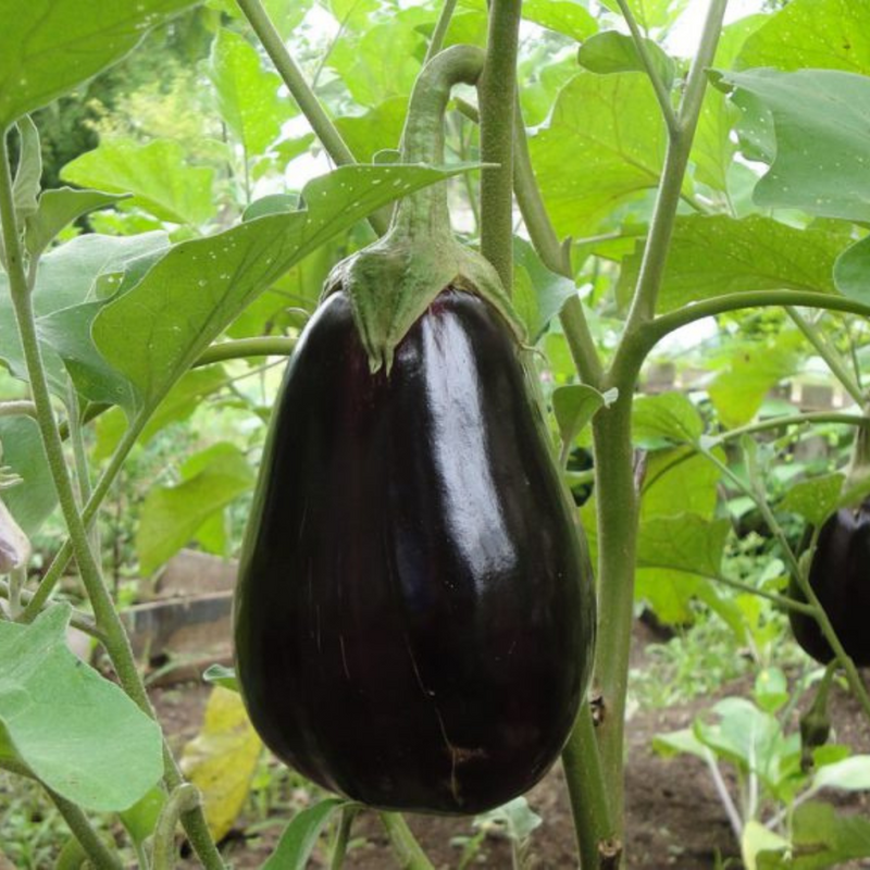 black eggplant