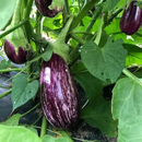 Striped Eggplant