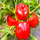 Pimiento Rojo